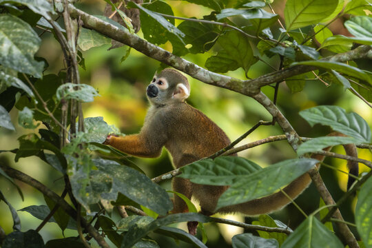 Squirrel Monkey in Nature