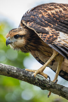 Hawk Wildlife Portrait