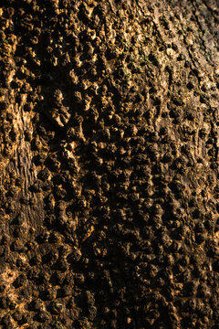 Golden wooden texture in nature