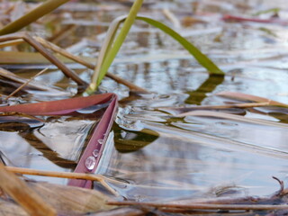 leaves in the water
