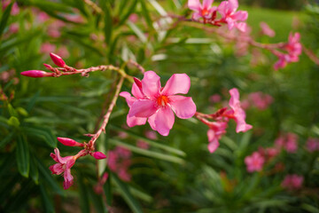 Beautiful and Vibrant Pink Oleander Flowers Are in Full Bloom and Captivating the Eye