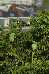 Green Parakeets Perched on Tree Branches with Urban Background