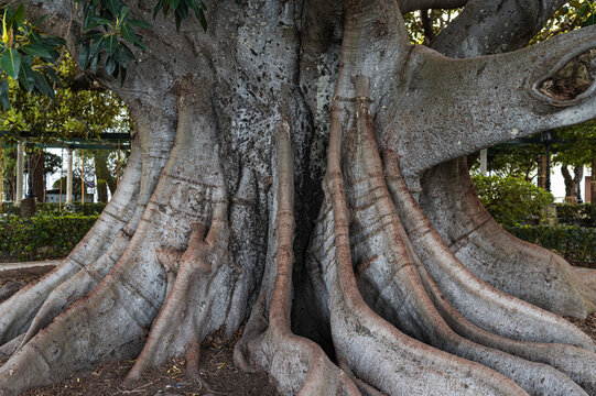 Ancient tree trunk with roots