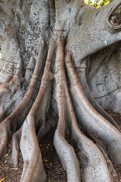 Textured roots of ancient tree