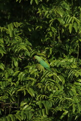 Green Parakeet Perched on Tree Branch among rich green foliage