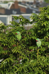 Green Parakeets Perched on Tree Branches with Urban Background