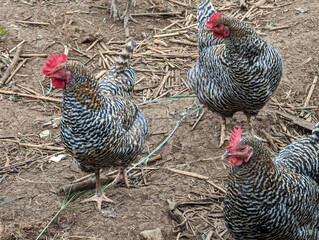 Chickens foraging in the lush environment of Oahu, Hawaii during a sunny afternoon