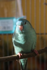 Barred parakeet turquoise male young lineolated parakeet sitting on a perch	