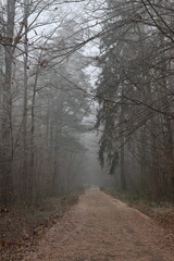 Dark forest in mist, foggy day, mysterious atmosphere	