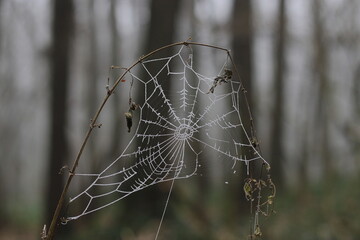 frozen spider web with dew drops