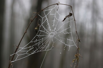 frozen spider web with dew drops