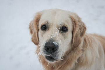 young golden retriever male portrait in a snow
