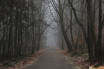 Dark forest in mist, foggy day, mysterious atmosphere	