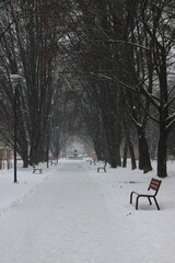Walk through park in winter on a misty snowy day