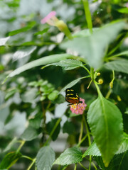 Butterfly on a flower in the garden, beautiful photo digital picture in the butterfly unit of the zoo