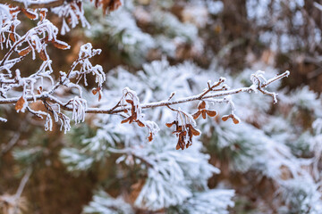 Winter Acer maple branch with winged achenes covered in white frost