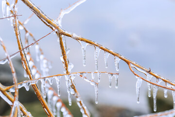 Winter willow branches covered in ice, creating long speckles