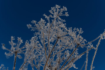 Frosted Queen Anne's Lace