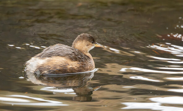 little grebe or dabchick Tachybaptus ruficollis winter plumage