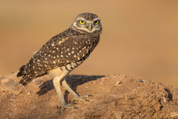 Burrowing Owl