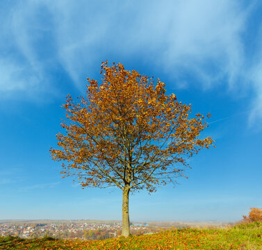 Lonely autumn maple tree