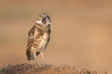 Burrowing Owl