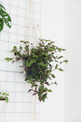 hanging green plant in a pot hanging on the wall 