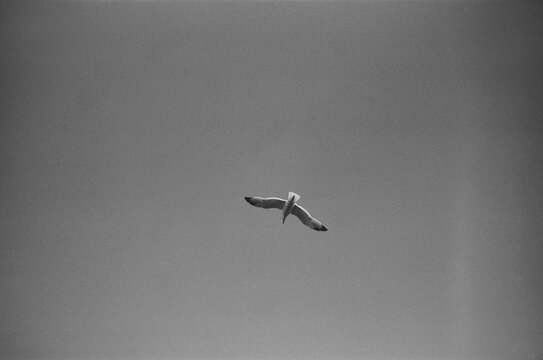 A solitary bird glides gracefully across a clear sky on a sunny day