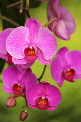 Pink and white orchid in afternoon shade, with blurred background of foliage