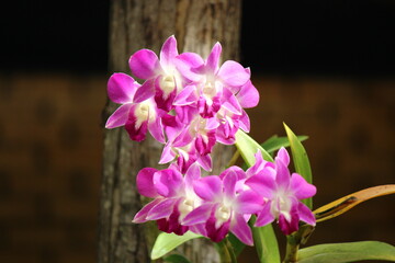 A photograph that captures the delicate and vibrant beauty of a pink orchid.