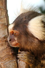 White-tufted marmoset on the stem of a coconut tree, looking curiously to the side, in profile