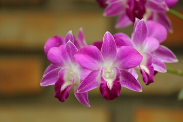 Pink and white orchid in afternoon shade, with blurred background of brick mural