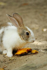 White and gray rabbit near a mango, on dry ground, looking at the photographer