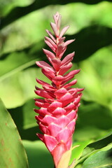 Tropical plant known for its lush and colorful inflorescences, against a blurred green background