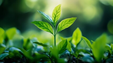 Close-up of a young green plant with fresh leaves in natural sunlight