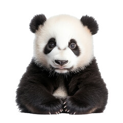 Naklejka premium Cute panda bear looking directly at the viewer