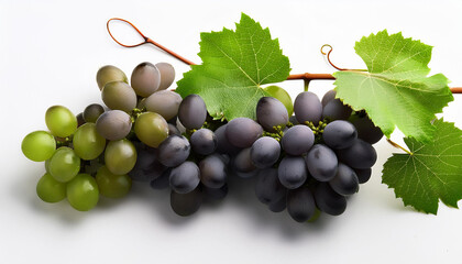 Fototapeta premium vine white background no shadows high resolution