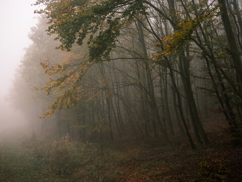 Foggy autumn forest