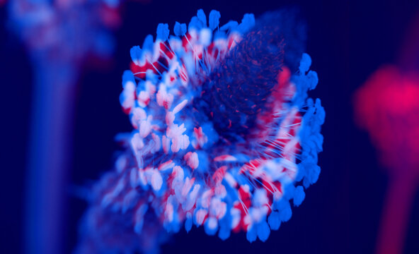 Plantago Lanceolata wild flowering plant in offset layered colors