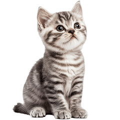 Cute gray kitten sitting and looking up