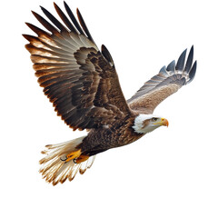 Fototapeta premium Majestic eagle soaring through clear skies