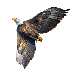 Obraz premium Majestic bald eagle soaring in open sky