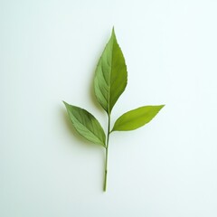 Fototapeta premium Sprig with three vibrant green leaves on white background.