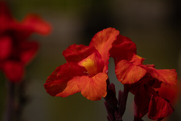 Red Canna indica flower in full bloom, Indian shot or African arrowroot