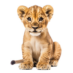 Obraz premium Calm lion cub observing its surroundings