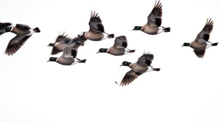 Fototapeta premium A group of ducks soaring through the sky