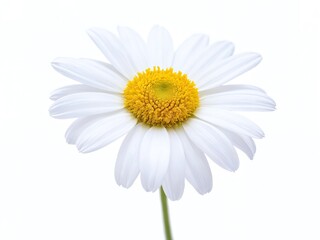 Fototapeta premium White daisy flower with yellow center against a plain backdrop in natural light