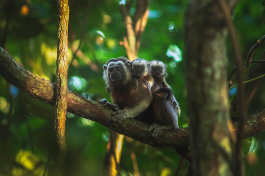 Mono tit&iacute; cargando sus dos cr&iacute;as
