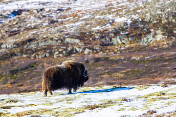 A Musk Ox in Dovrefjell National Park, Norway, surrounded by snow and vegetation, with its impressive horns.