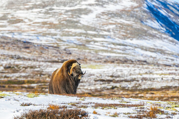 A Musk Ox in Dovrefjell National Park, Norway, surrounded by snow and vegetation, with its impressive horns.